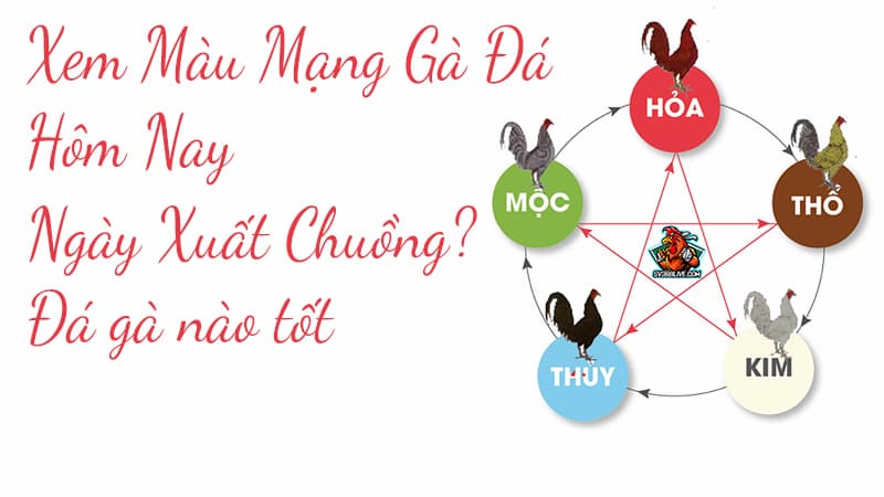 hôm nay đá gà màu gì tốt nhất