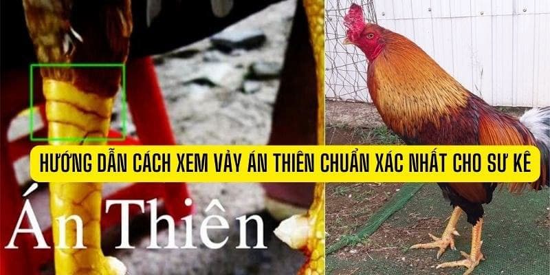 Vảy gà chọi Án Thiên