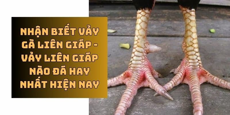 Vảy gà chọi Liên Giáp Nội