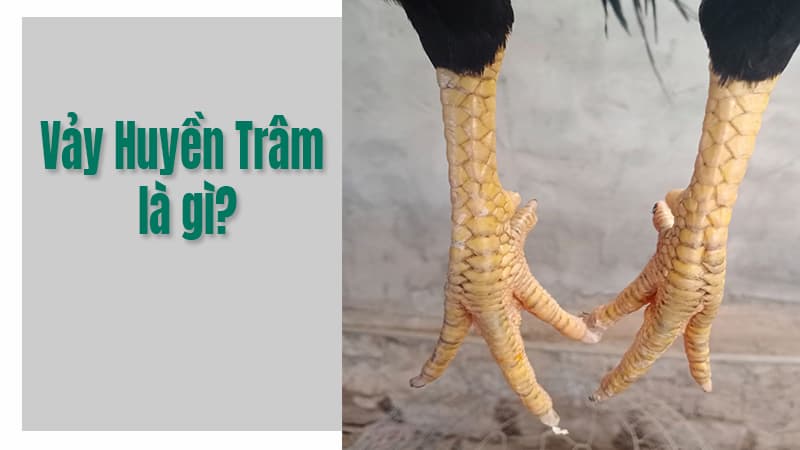 Vảy gà Huyền Trâm