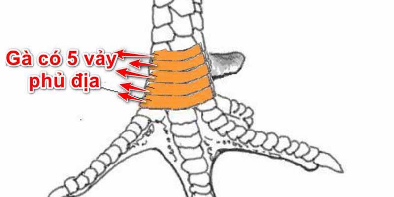 Gà chọi có vảy kiểu phủ địa có sức mạnh rất lớn