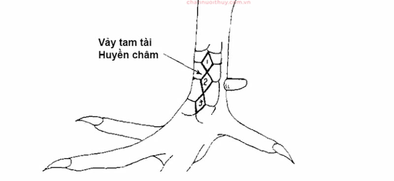 Vảy tam huyền trâm là loại vảy gà được săn tìm nhiều nhất