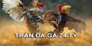 trận đá gà 24 tỷ