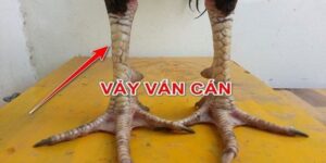 vảy gà vấn cán