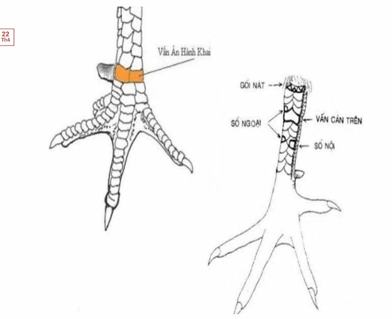 Giới thiệu về loại vảy gà vấn cán được yêu thích của gà chọi