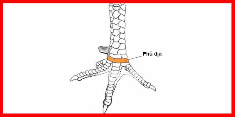 Giải đáp thắc mắc về vảy gà phủ địa cho anh em kê thủ