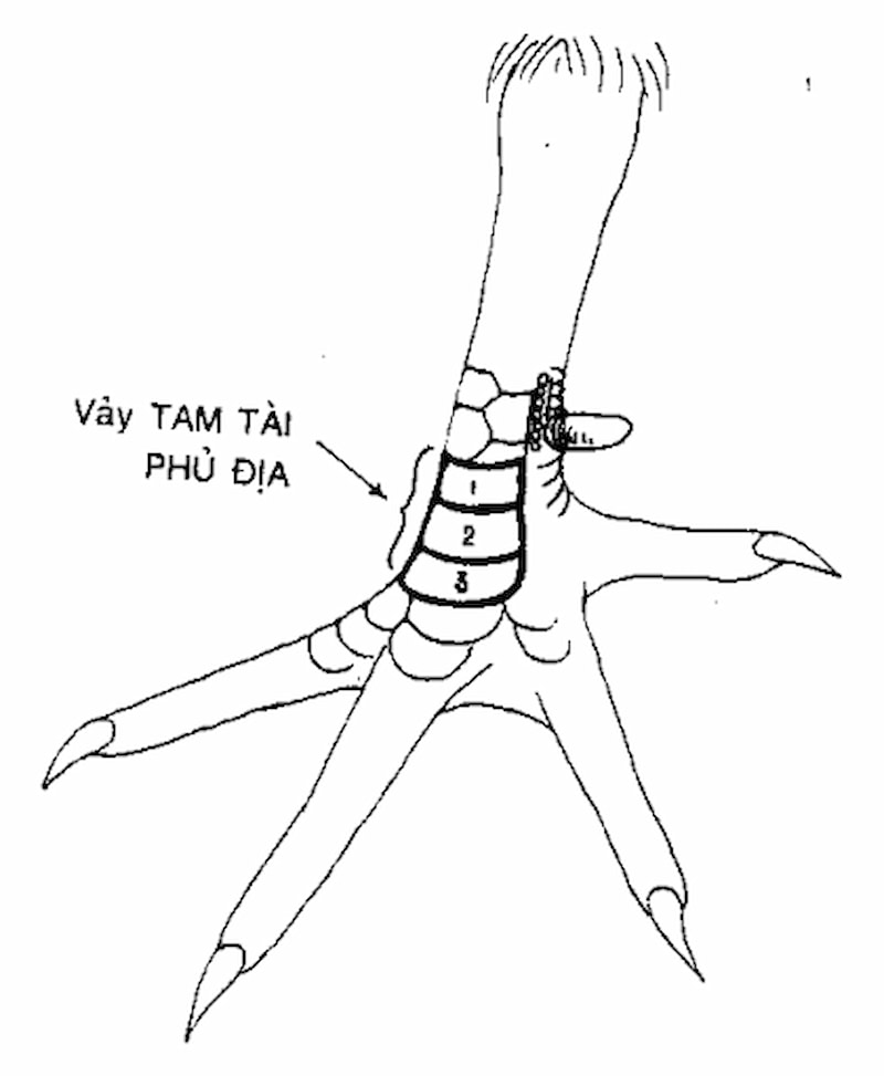 Khám phá những đặc điểm nổi bật của vảy gà phủ địa