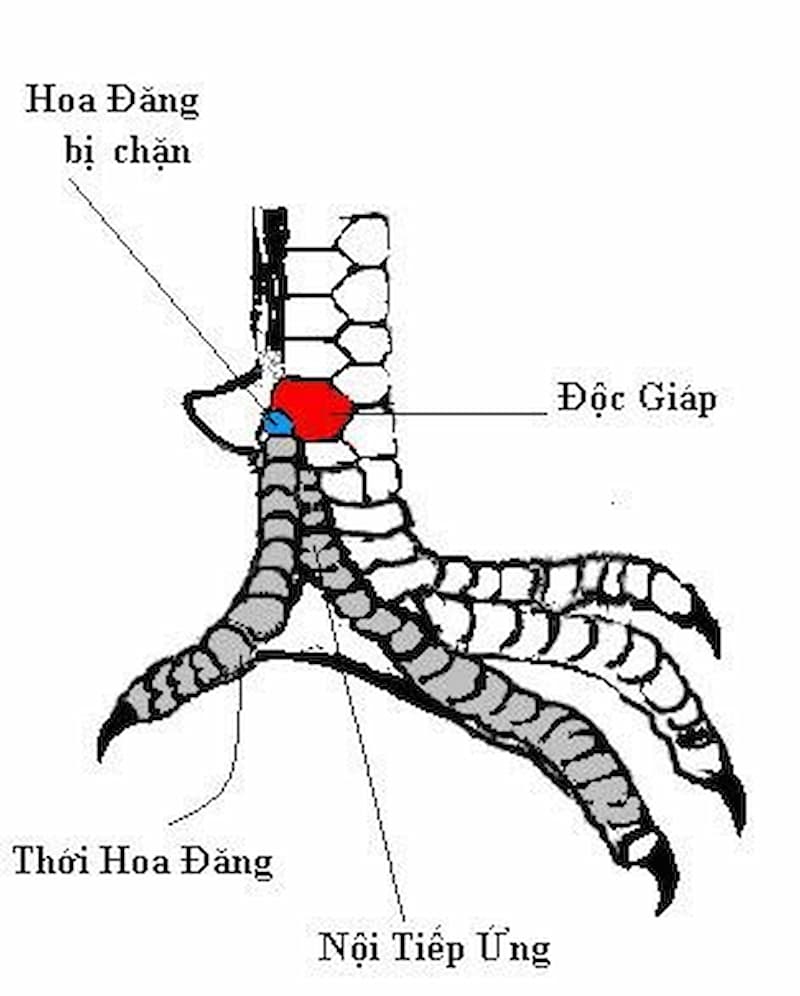 Tìm hiểu về loại vảy gà thới hoa đăng