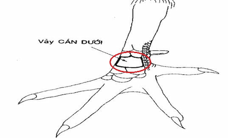 Tìm hiểu chi tiết về khái niệm vảy gà vấn cán